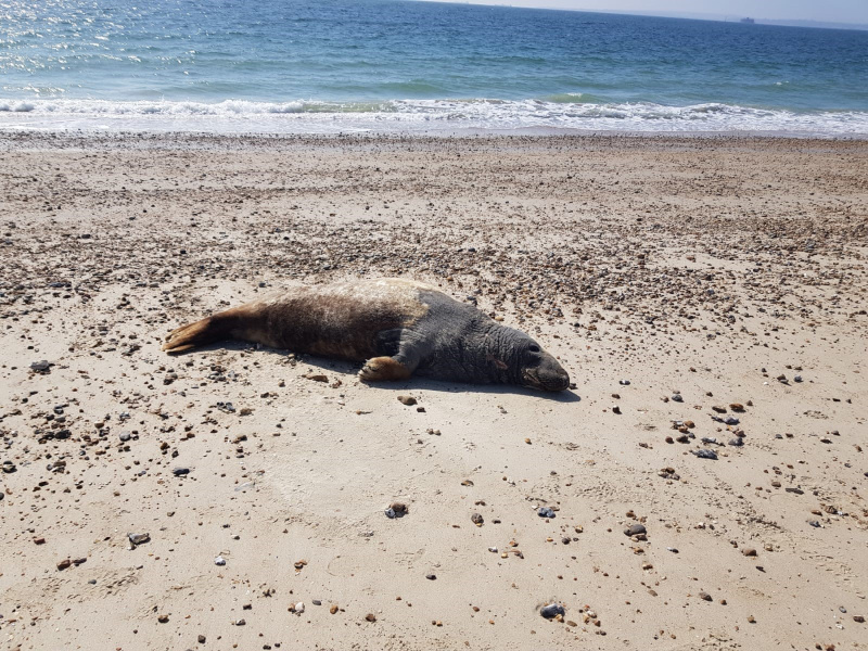 Colas Portsmouth HSE Coodinator attends Beach Superviser Course