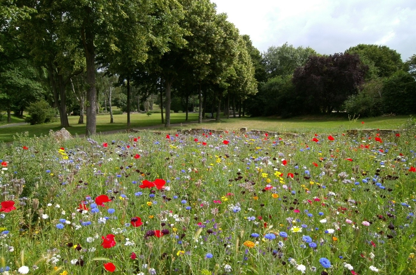  Putting the ‘green’ back in the city environment